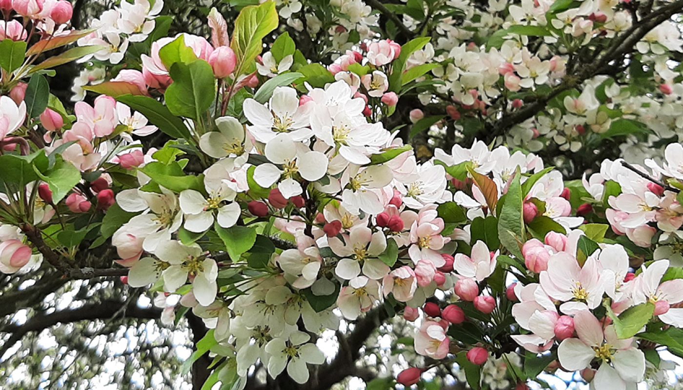 header-banner-five