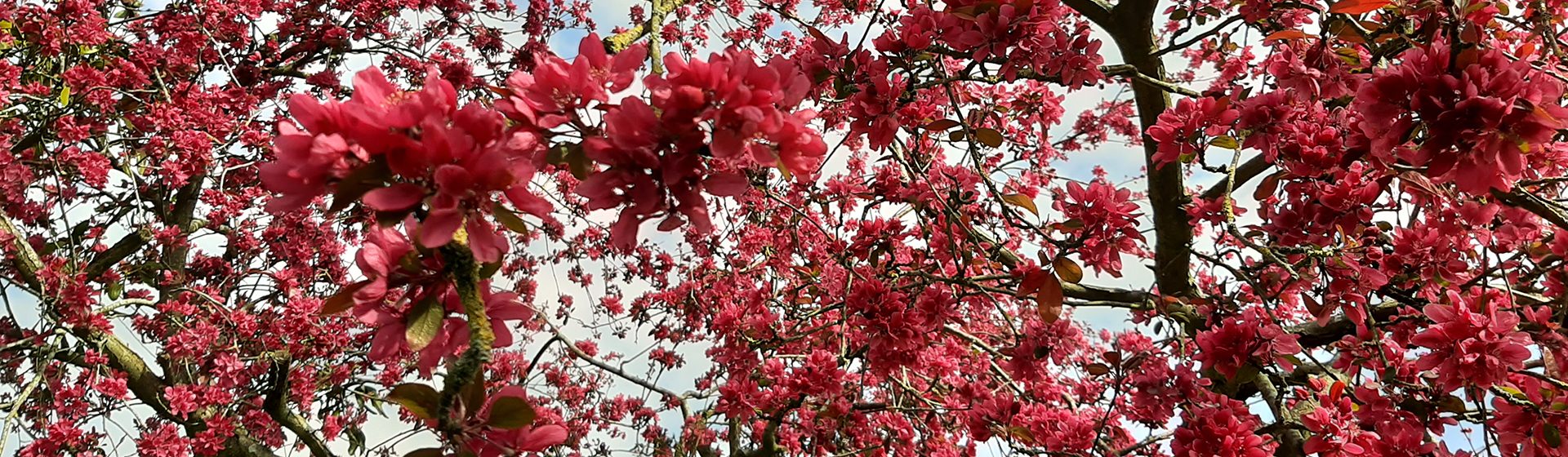 header-banner-six